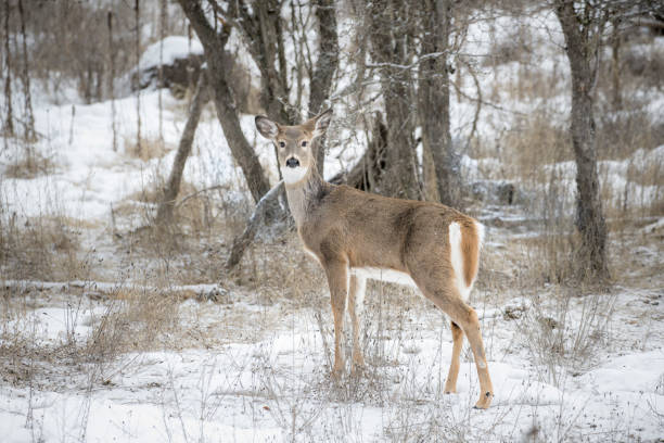 istock White tailed deer in snowy field. 1307328818