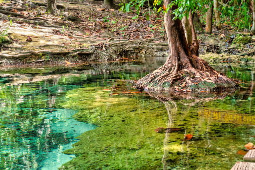 An ancient Banyan tree trunk is growing in this tropical jungle rainforest natural freshwater stream in Thailand.