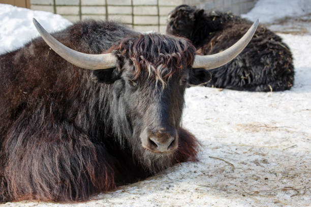 This is Hoofed Mammal. The homeland of the yak is Tibet.