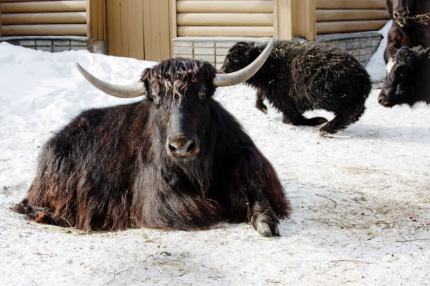 istock Domestic yak, or Tibetan bull. 1307331128