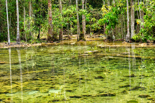 Clear wetlands natural swamp area with hot springs known as Emerald Pool located in Klong Thom, Krabi province, Thailand.