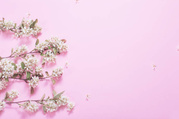 istock white spring flowers on pink paper background 1307331977