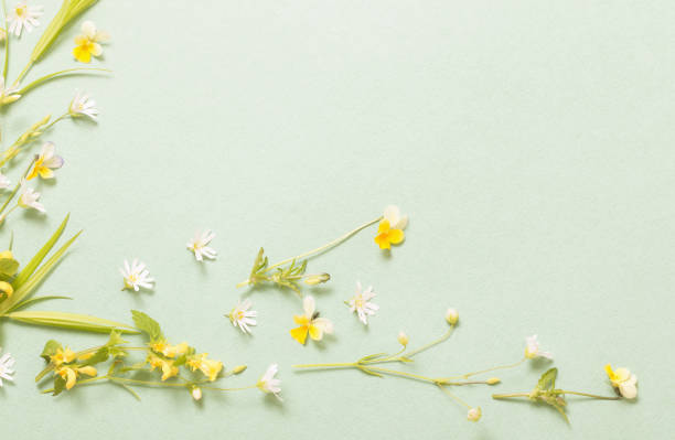 istock wild flowers on paper background 1307331980