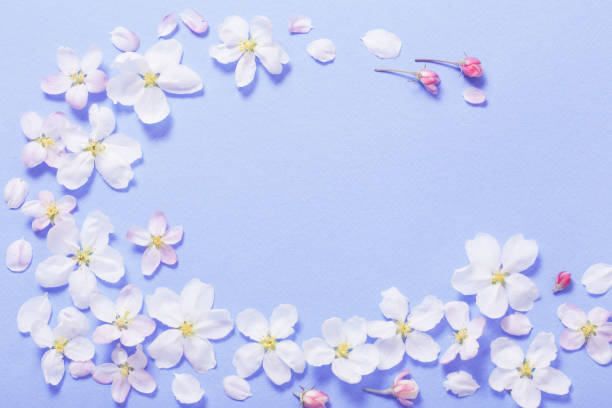 istock apple flowers on blue paper background 1307331992