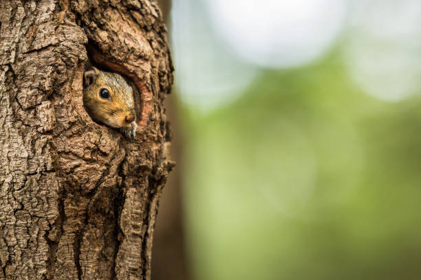 Eastern Grey Squirrel Eastern Grey Squirrel (Sciurus carolinensis) burrow stock pictures, royalty-free photos & images