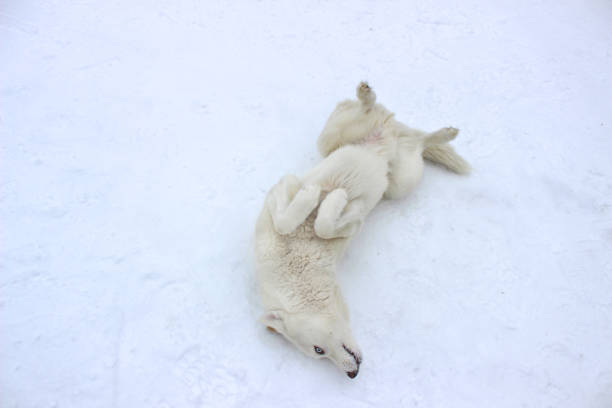 istock White husky dog with blue in the snow. 1307332322