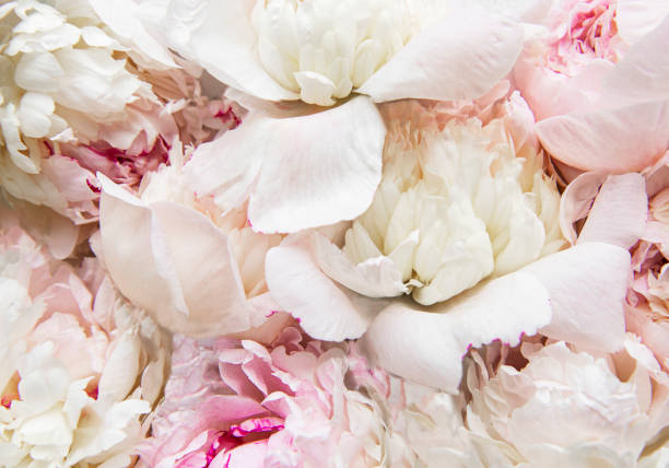 istock Peony flowers as a natural background 1307333143