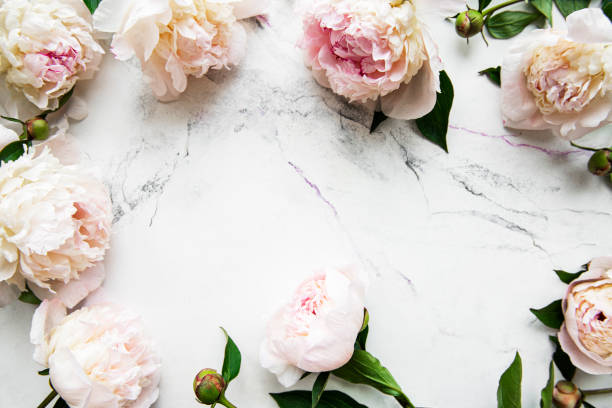 istock Peony flowers on a marble background 1307333145