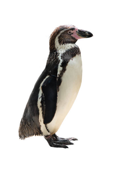 istock penguin walking isolated on white 1307333391