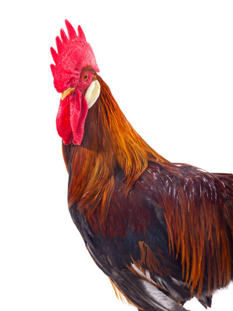 istock portrait brown rooster isolated on white 1307333405