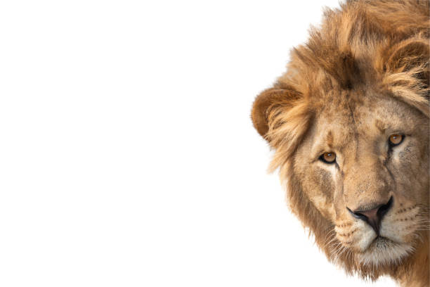 portrait lion isolated on white background
