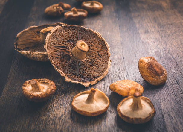 cogumelos comestíveis (agaricus bisporus) - cogumelos portobello e shiitake - chanterelle edible mushroom gourmet uncultivated - fotografias e filmes do acervo