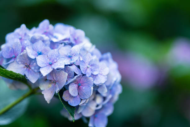 al giardino dei fiori di ortensia - stagione delle piogge foto e immagini stock