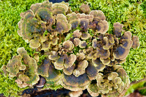 istock Mushrooms on tree trunk surrounded by moss, Zurich, Switzerland. 1307335930