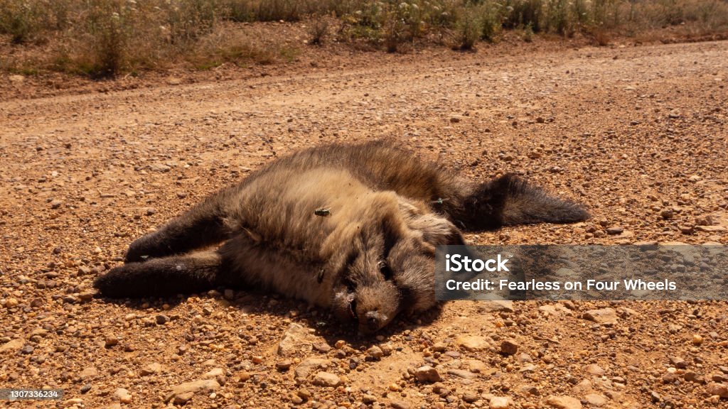 Roadkill, a small canine, presumably a fox killed by vehicle on gravel road Roadkill, a small canine, presumably a  fox, killed by vehicle on gravel road.  There are flies on the carcass which is a sign of early decomposing. Animal Hair Stock Photo