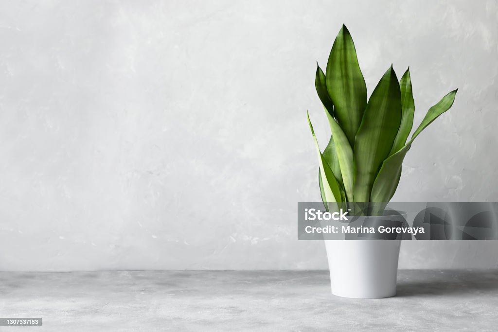 Sansevieria plant in a modern flower pot on a gray background. Home plant Sansevieria trifa Sansevieria plant in a modern flower pot on a gray background. Home plant Sansevieria trifa from the family of asparagus. The concept of minimalism. Sansevieria Stock Photo
