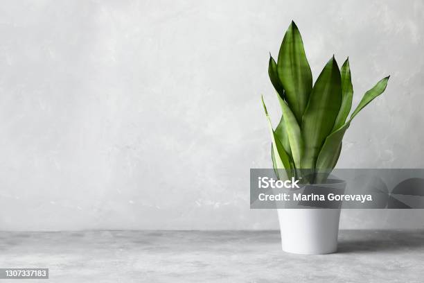 Sansevieria Plant In A Modern Flower Pot On A Gray Background Home Plant Sansevieria Trifa Stock Photo - Download Image Now
