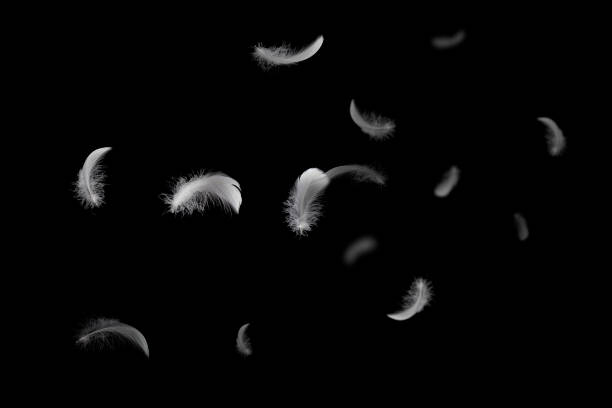 istock Abstract. Group of Soft and Light White Feathers Floating in The Dark. Black Background. 1307337585