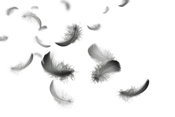 istock Abstract. Group of Soft and Light Black Feathers Floating in The Air. Feather Isolated on White Background. 1307337954