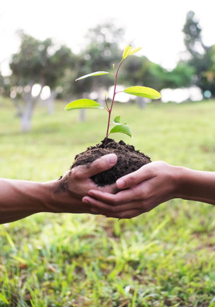 istock Two hands holding together young of a tree 1307338264