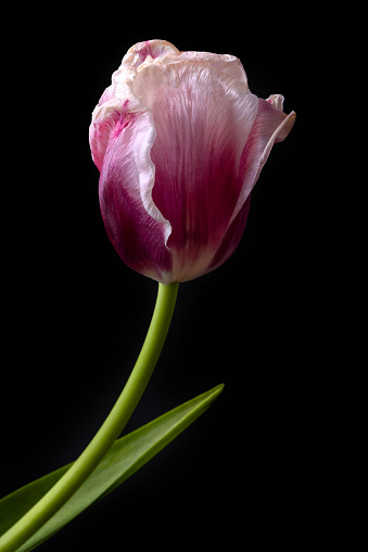 Blooming pink tulip flower on black background