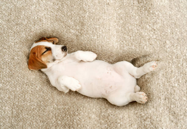 istock Cute  puppy jack russell dog resting or sleeping under wool blanket. 1307339257