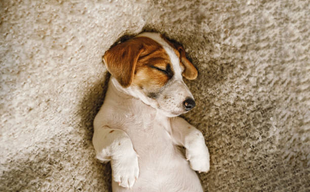 istock Cute  puppy jack russell dog resting or sleeping under wool blanket. 1307339265