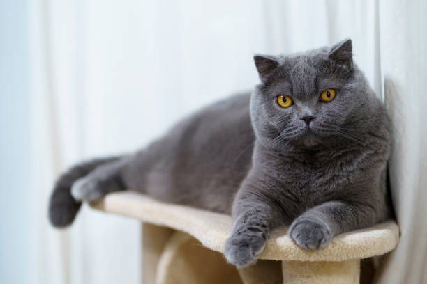istock Portrait of Scottish fold cat 1307339308