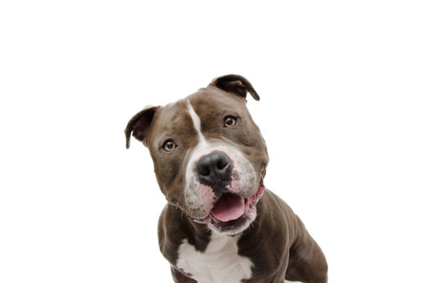 istock shocked and surprised dog face expression. American bully isolated on white background 1307340189