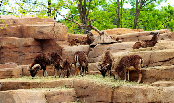 istock A group of goat are eating 1307341451