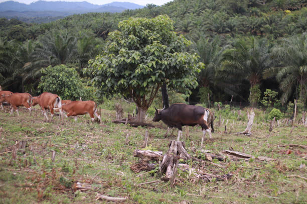 istock Domesticated cattle ox cow bull banteng sapi bos javanicus eating grass on field, organic beef farm 1307341818