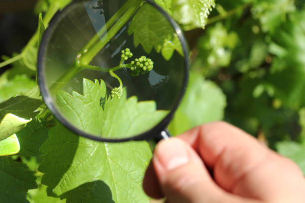 istock inspection of the future harvest 1307343521