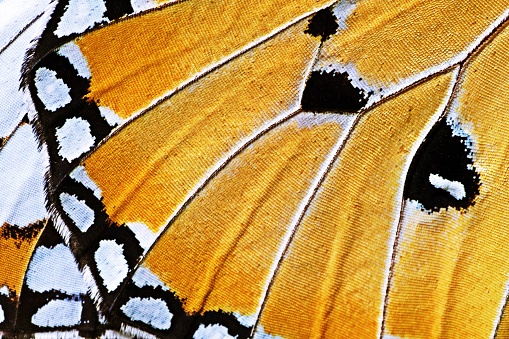 Dorsal side Close-up of a butterfly swallowtail (Papilio machaon) - central Menorca