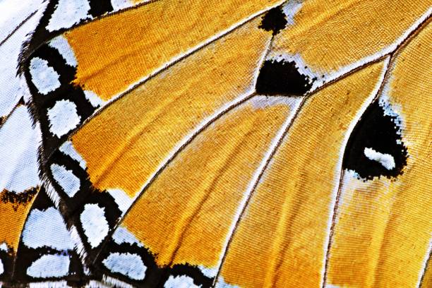 Closed up Butterfly wing. stock photo