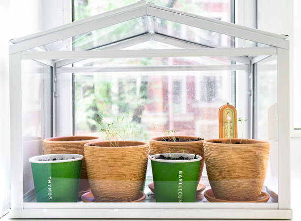 istock Flowerpots with young seedlings in a greenhouse 1307344955