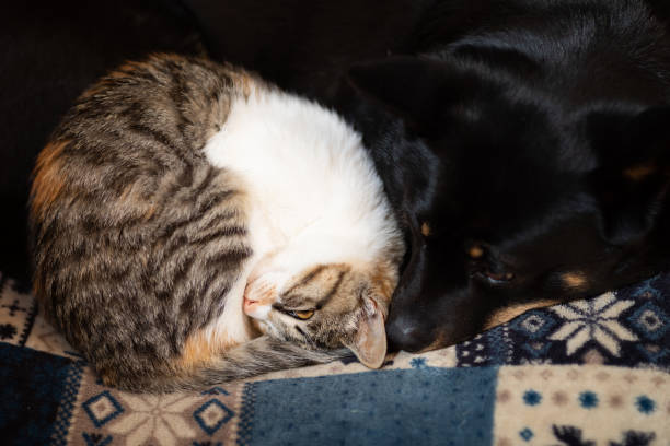 istock Kitten snuggled up sleeping with best friend Dog on a pillow 1307344966