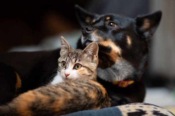 istock Kitten snuggled up with best friend Dog on a pillow 1307344968