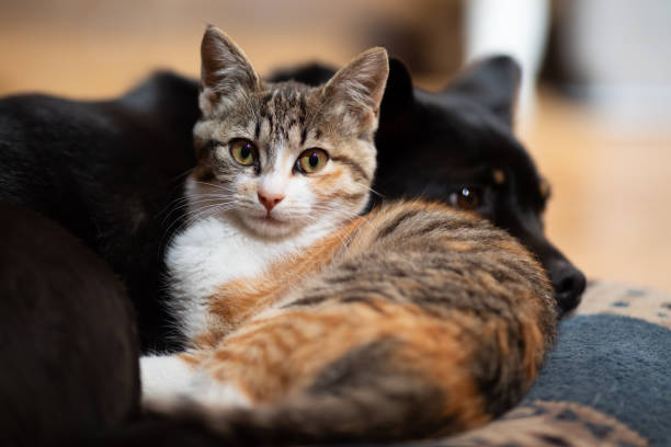 istock Kitten snuggled up with best friend Dog on a pillow 1307344969