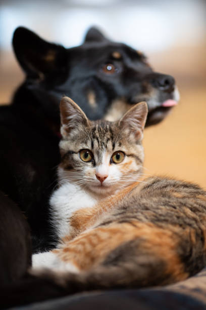 istock Kitten snuggled up with best friend Dog on a pillow 1307344970