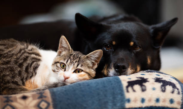 Kitten snuggled up with best friend Dog on a pillow