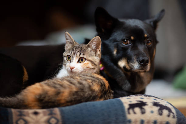 istock Kitten snuggled up with best friend Dog on a pillow 1307344980