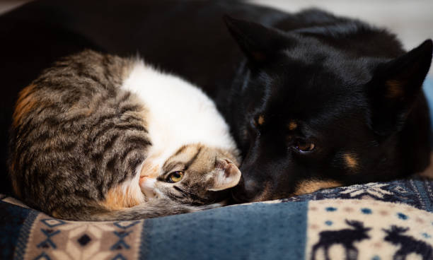 istock Kitten snuggled up with best friend Dog on a pillow 1307344981