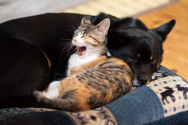 istock Yawning sleepy Kitty snuggled up with Dog on a pillow 1307344983