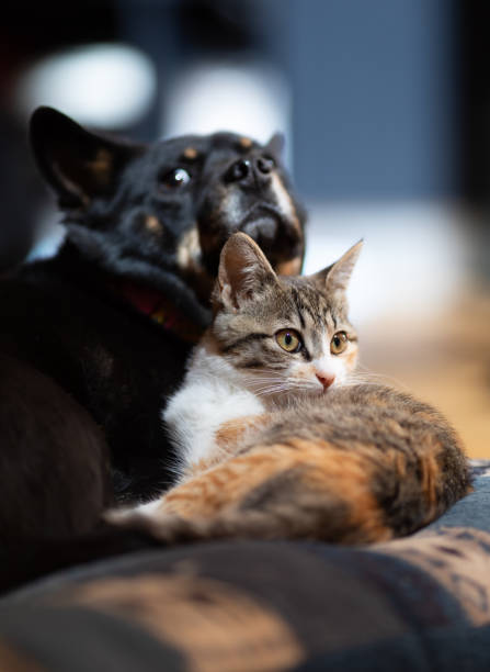 istock Kitten snuggled up with best friend Dog on a pillow 1307344985