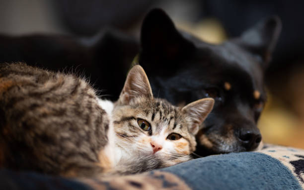 istock Kitten snuggled up with best friend Dog on a pillow 1307344986