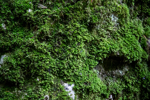Old stone wall covered with moss and lush foliage, background pattern