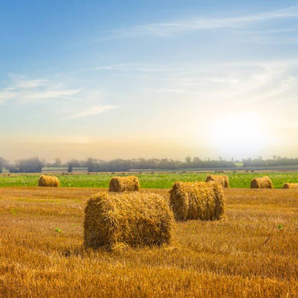 istock summer wheat field after a harvest 1307345210