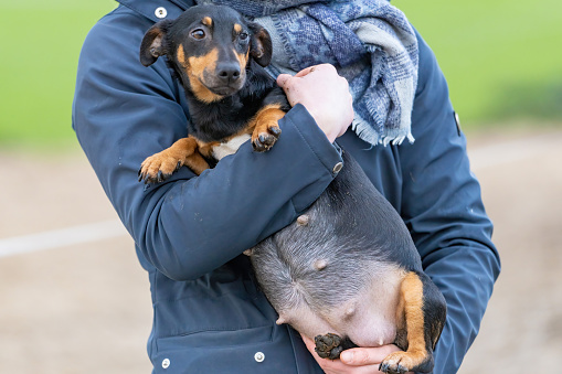 Woman's arms hold a pregnant Jack russell terier. The dog's big belly can be seen clearly. Outside in the winter. Selective focus on dog.