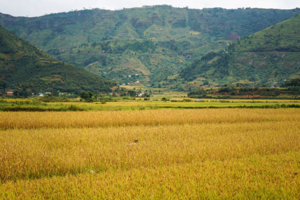 Yellow rice field, with some mountains in background, unrecognisable boy seen from behind, kneeling in crops, weeding