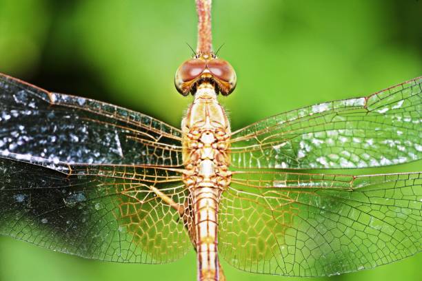 istock Dragonfly and transparent wings on branch. 1307346175